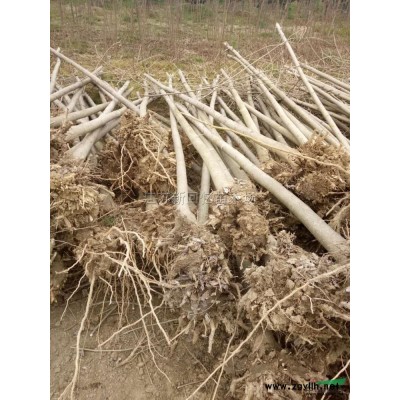 大量出售加拿大紫荊/江蘇苗圃加拿大紫荊價格/加拿大紫荊基地照片
