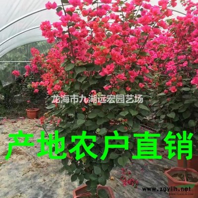 加拿利海棗，500百畝加拿利海棗基地農(nóng)戶直接批發(fā) 一手貨源