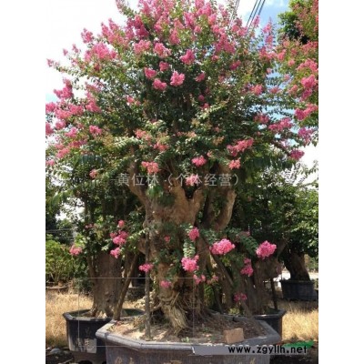中東海棗 大型中東海棗基地農(nóng)戶直接批發(fā) 歡迎來(lái)電咨詢