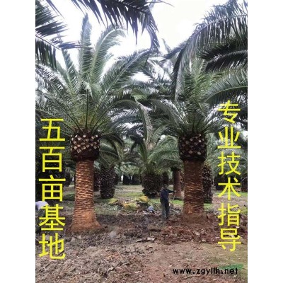 福建霸王棕報(bào)價(jià)，霸王棕價(jià)格，千畝基地直銷霸王棕