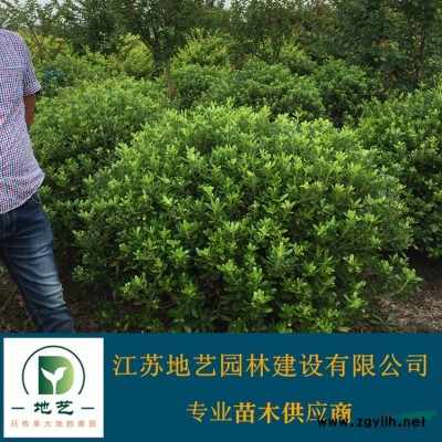 法國梧桐價格_法國梧桐圖片_法國梧桐生產基地