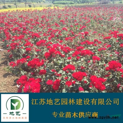 常年供應(yīng)高度40公分、50公分、60公分、80公分等規(guī)格棣棠