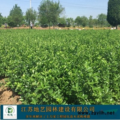 佛甲草價格、佛甲草圖片、佛甲草綠化苗木苗圃基地