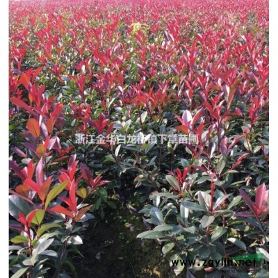 供浙江金華龜甲冬青大杯基地價格表龜甲冬青產(chǎn)地批發(fā)價行情采購