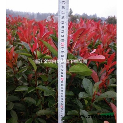 2020年紅花繼木價格求購 浙江金華紅花繼木小杯苗批發(fā)報價