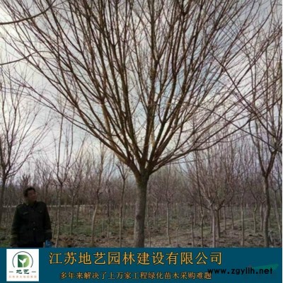 基地直銷地柏 地柏照片 江蘇地柏產地