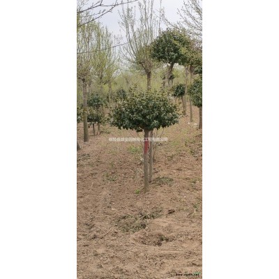 河南紫荊基地 許昌紫荊供應商 鄢陵紫荊價格便宜
