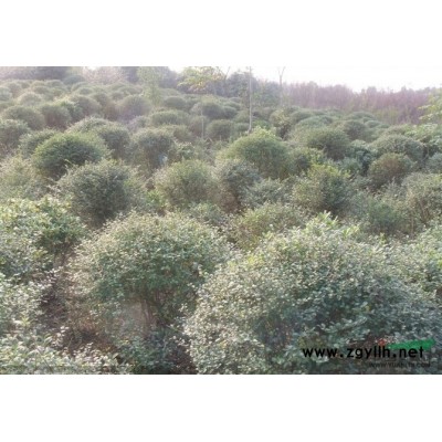 現有一批三角楓，紅葉李，樸樹，香椿，桂花小苗出售