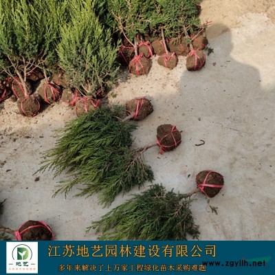 地藝苗圃大量供應叢生紫荊 江蘇叢生紫荊基地 叢生紫荊圖片