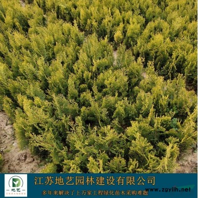 江蘇大葉扶芳藤基地 江蘇大葉扶芳藤價格 江蘇大葉扶芳藤圖片