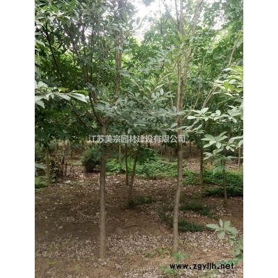 青桐價格_青桐圖片_青桐產地_青桐綠化苗木苗圃基地