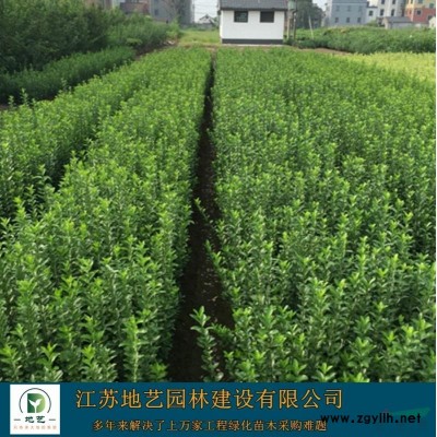 供應叢生紫荊小苗 江蘇叢生紫荊小苗產地 江蘇地藝園林苗圃基地