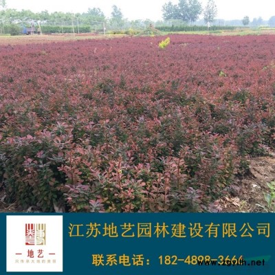 常春藤 常春藤產地 江蘇地藝園林苗圃基地