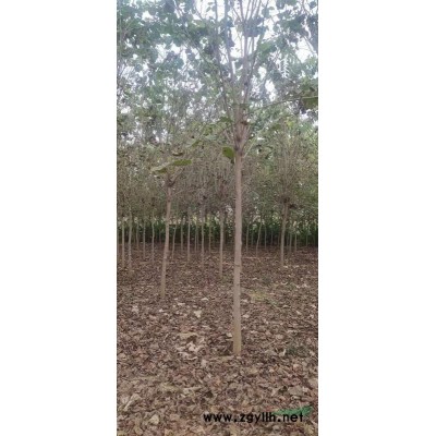 河南鄢陵地區供應8-20公分紅楓 精品紅楓基地