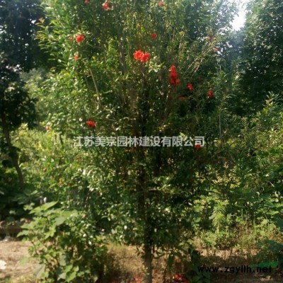 柿樹價格_柿樹圖片_柿子樹產地_柿子樹綠化苗木苗圃基地