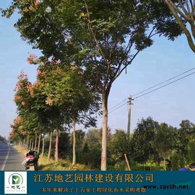 構樹苗價格_構樹苗圖片_構樹苗產地_構樹苗綠化苗木苗圃基地