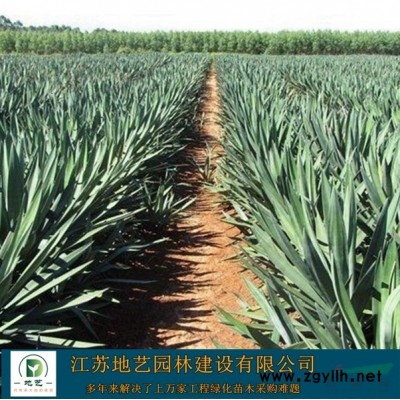 常年米徑(胸徑)5公分、8公分、10公分、12公分構樹