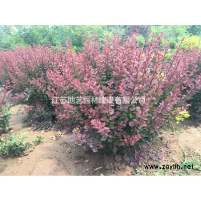 無刺枸骨 無刺枸骨球圖片 無刺枸骨球種植基地