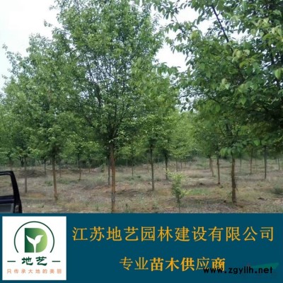 小葉扶芳藤價格_小葉扶芳藤產地_大葉扶芳藤綠化苗木苗圃基地