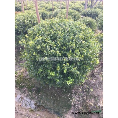 鋪地柏批發(fā)-鋪地柏價(jià)格-鋪地柏苗報(bào)價(jià)-鋪地柏小苗-鋪地柏基地
