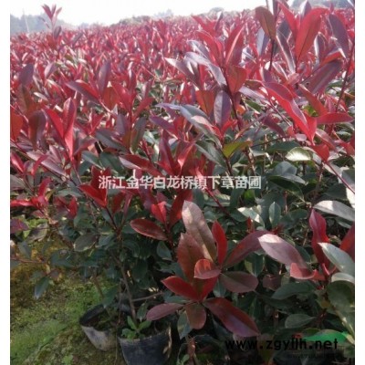 2020紅葉石楠小杯苗價格多少一株 浙江金華紅葉石楠基地杯苗