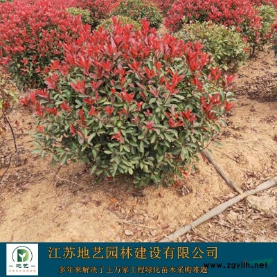 常年供應(yīng)米徑(胸徑)6公分、9公分、12公分、18公分法桐