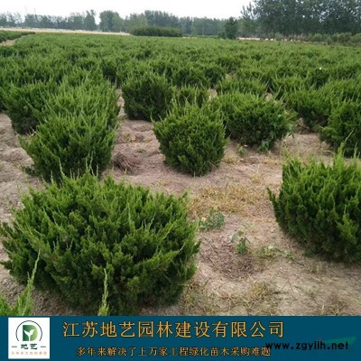 爬地柏價(jià)格_爬地柏圖片_爬地柏產(chǎn)地_爬地柏圃基地