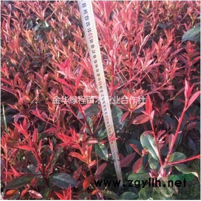 紅葉石楠苗紅葉石楠小苗紅葉石楠小杯苗紅葉石楠容器苗石楠杯苗