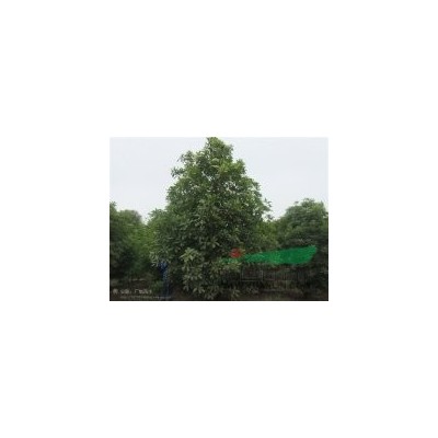 烏桕，肥西烏桕，烏桕價格，烏桕種植，烏桕低價促銷，烏桕小苗