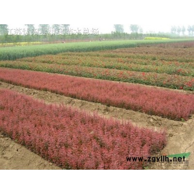 供應江蘇地區陰柳小苗2000萬棵