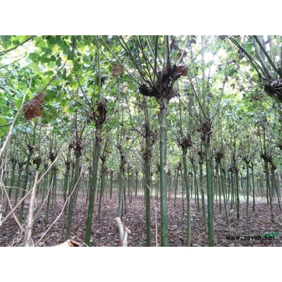 大量龍柏球基地，龍柏球價格，龍柏球圖片，龍柏球產地