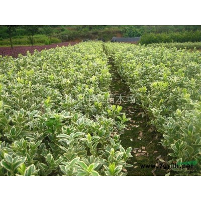 江蘇紫葉小檗基地/紫葉小檗苗圃/紫葉小檗照片/紫葉小檗價(jià)格