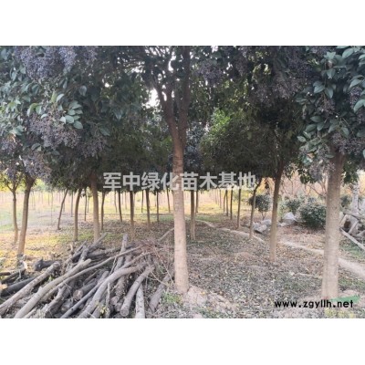 紅葉石楠球基地 石楠球價格紅葉石楠球圖片紅葉石楠球產地
