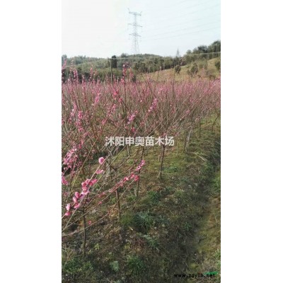 江蘇鋪地柏基地/鋪地柏苗圃/鋪地柏照片/鋪地柏苗木/鋪地柏苗