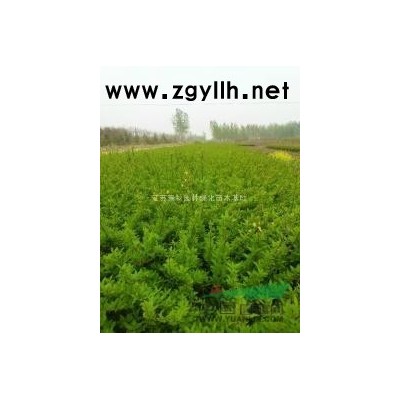 1——30公分精品水杉產地，水杉價格，水杉圖片，水杉基地