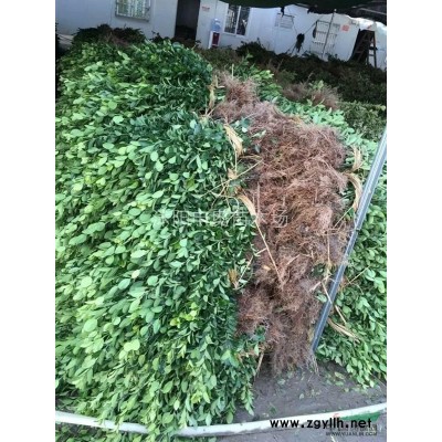 供應江蘇地區紫葉小檗床苗2000萬棵