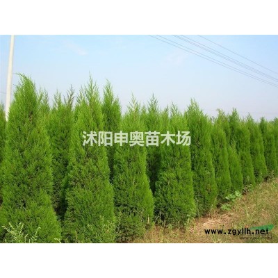江蘇珍珠梅基地/珍珠梅苗圃/珍珠梅照片/珍珠梅苗木/珍珠梅價(jià)格