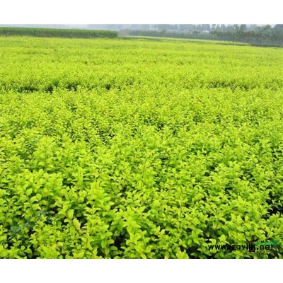 慈姑 供應(yīng)各種水生植物