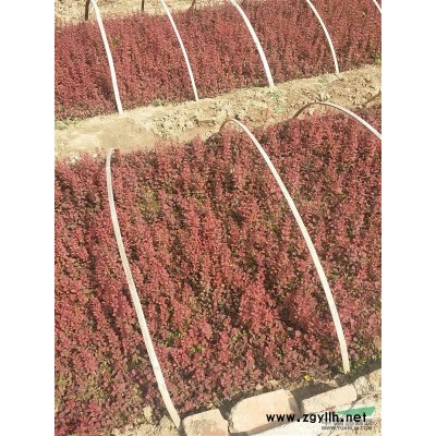 江蘇地區供應大葉黃楊芽苗300萬棵