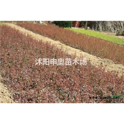 江蘇地區供應灑金柏小苗1000萬棵