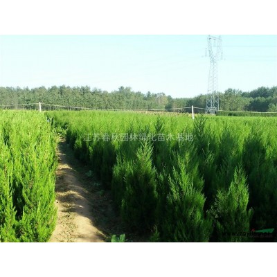 黃楊球基地 精品黃楊球價格，黃楊球圖片，黃楊球產地