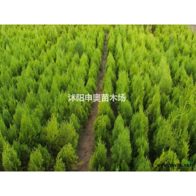江蘇2021黃金柏基地/黃金柏苗圃/黃金柏照片/黃金柏苗木/黃金柏價(jià)格