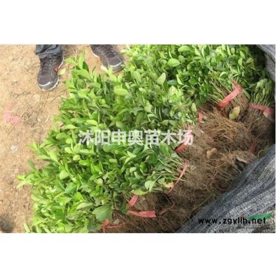 江蘇美人蕉基地/美人蕉苗圃/美人蕉照片/美人蕉價(jià)格/美人蕉花