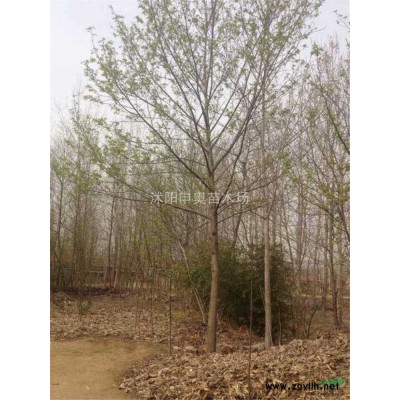 供應江蘇地區荊條小苗200萬棵