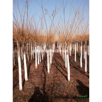 紅葉碧桃產地 1——18紅葉碧桃價格紅葉碧桃圖片紅葉碧桃基地