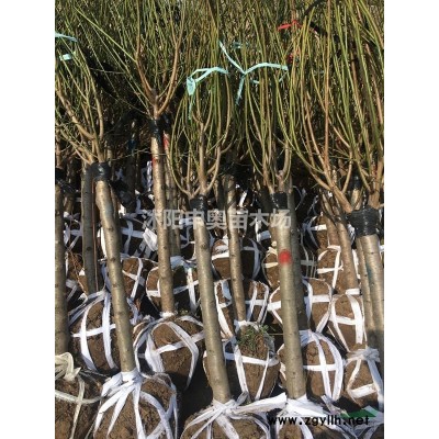 供應江蘇地區大葉黃楊床苗1000萬棵