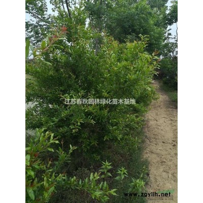 清竹、金鑲玉竹、銀環竹、剛竹、紫竹基地/價格/圖片/產地