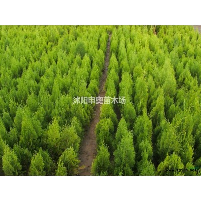 供應江蘇地區荊條小苗2000萬棵