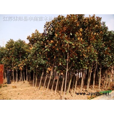 江蘇地區供應美國紅楓1—8公分