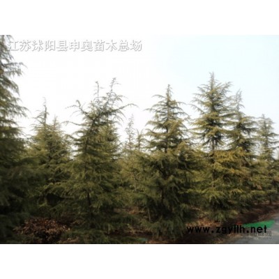 江蘇供應5公分紅梅8000棵